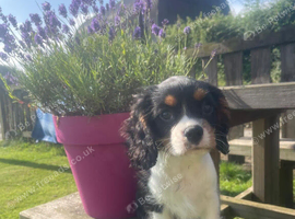 Gorgeous Cavalier Puppies -Now Ready