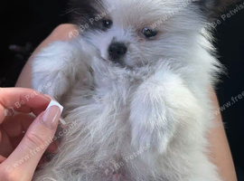 Toy boy pomerian