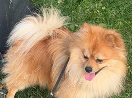 Pomeranian for sale ( 1yr +)