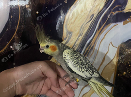 Baby hand reared cockatiels
