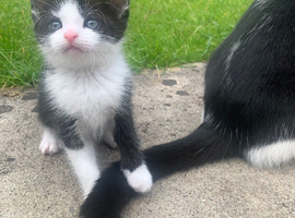 2 male kittens