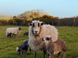5x Ewes with 8x Lambs at foot