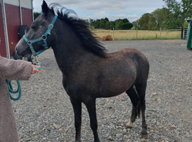 A 2 year old pony