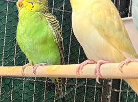 9 week old baby budgies available  home reared
