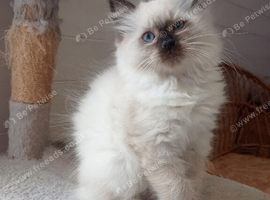 Wonderful Ragdoll kittens: Available Girl