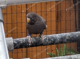 Blackface blackwing young budgie