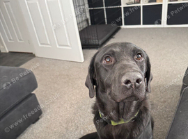 Gorgeous 13-Month-Old Male Labrador Retriever for Sale