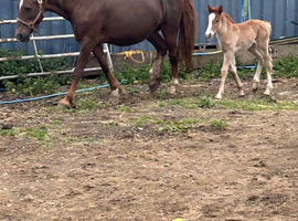 Walsh d x Clydesdale filly for sale