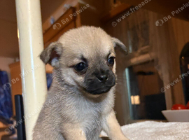 Pom x pug puppies