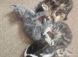 3 kittens looking for forever home