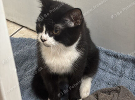 Kitten for rehoming