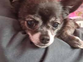Golden oldies rescue chi