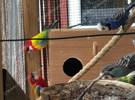 Breeding Pair GMRs