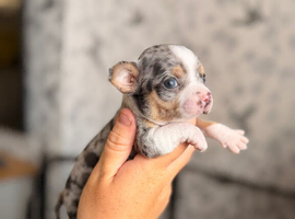 Two male puppy chihuahuas