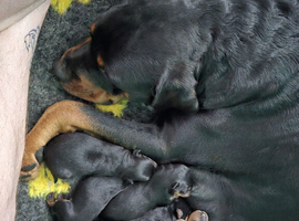 Rottweiler puppies