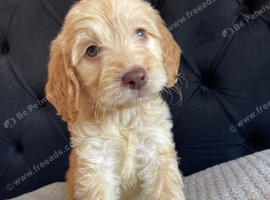 F1 cockapoo puppies