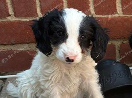 Beautiful cockapoo puppies