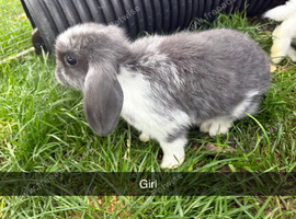 Baby mini lion lops for sale