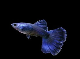 Blue Moscow Guppies Breeding Pairs