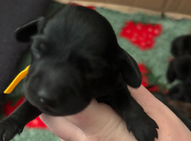 Miniature dachshund