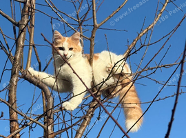 Cat for sale