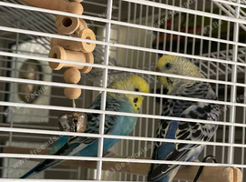 2 budgies