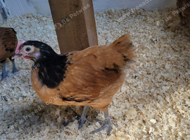 Vorwerk chicks off heat for sale, unsexed