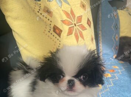 Beautiful Japanese chin puppies last puppy
