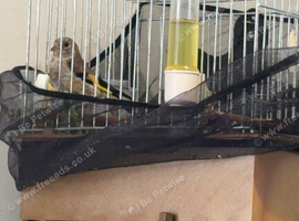 Young goldfinch