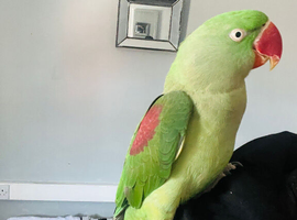 Baby hand tame Alexndrian Parrot