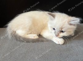 LAST GIRL.LAST boy Rare lilac bicolour ragdolls