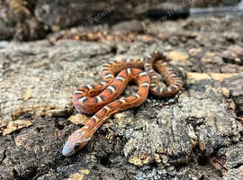 Carolina Scaleless Corn Snake at Birmingham Reptiles