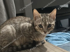 2 beautiful bengal