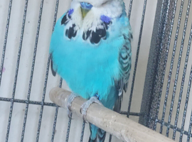 Stunning male budgie