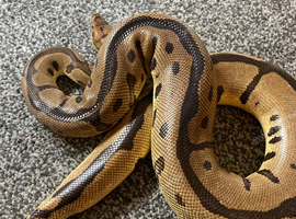 Leopard clown royal python