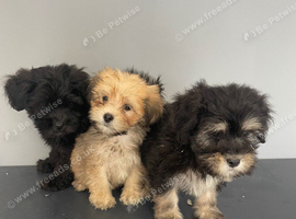 Beautiful shihpoo puppies
