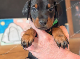 doberman puppies ready to go