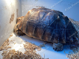 17-Year-Old Female Sulcata Tortoise