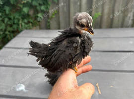 Small Serama chicks