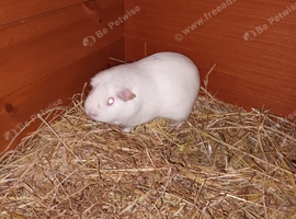 Self white pew guinea pig