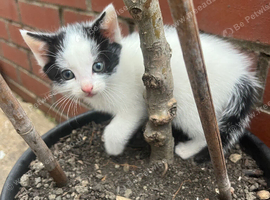 Last remaining kitten looking for forever home