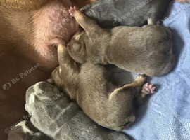 Gorgeous Puppies Looking for Their Forever Families