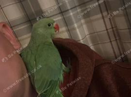 9 week old Ringneck parakeet