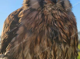 American kestrel female