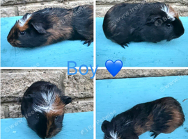 Gorgeous Guinea Pigs looking for new laps