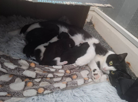 Kittens