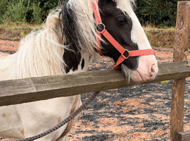 12mth cob filly