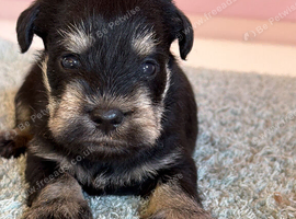 2 beautiful mini schnauzer pups