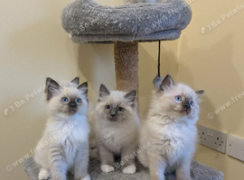 Ragdoll kittens