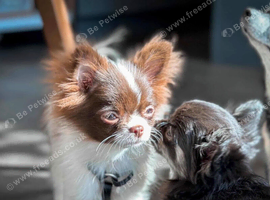 Rare Chocolate Parti Pomchi &ndash; The Sweetest Little Girl